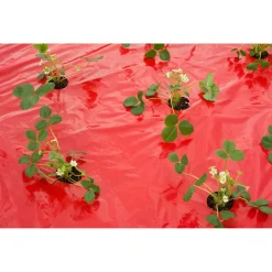 Nature Kweekfolie Aardbei - Groeifolie Gronddoek - 5x0.95 m Anti-Uv