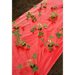 Nature Kweekfolie Aardbei - Groeifolie Gronddoek - 5x0.95 m Anti-Uv