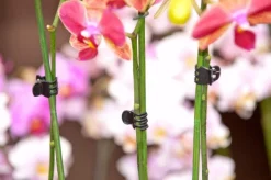 Nature Orchidee Clips - Klim-En Geleide Artikel - 1x1.5x1.5 cm Zwart 10 stuks