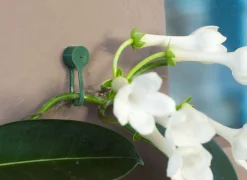 Nature Plantenklemmen - Klim-En Geleide Artikel - 0.6x0.8x6 cm Groen 15 stuks