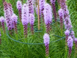 Nature Plantensteun Set 3 Ringen Groen - Klim-En Geleide Artikel