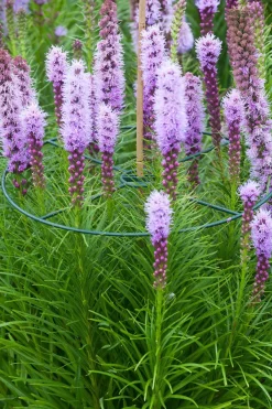 Nature Plantensteun Set 3 Ringen Groen - Klim-En Geleide Artikel