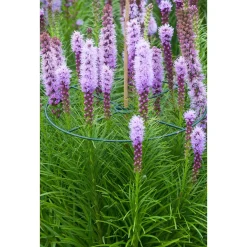 Nature Plantensteun Set 3 Ringen Groen - Klim-En Geleide Artikel