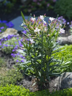 Nature Plantensteun Set 4 Ringen En 3 Steunen - Klim-En Geleide Artikel - Ø29.5x90 cm Groen