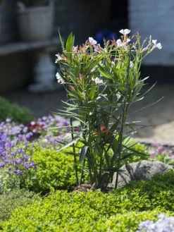 Nature Plantensteun Set 4 Ringen En 3 Steunen - Klim-En Geleide Artikel - Ø29.5x90 cm Groen