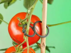 Nature Tomatenplantringen - Klim-En Geleide Artikel - 0.3x4.4x6.5 cm Donkergroen 25 stuks