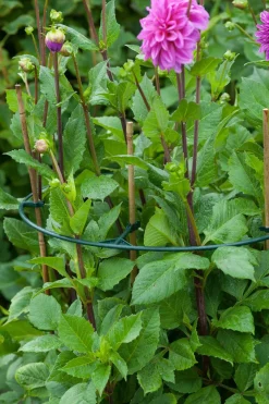 Nature Vario Plantensteunen - Klim-En Geleide Artikel - Ø40 cm Groen 3 stuks
