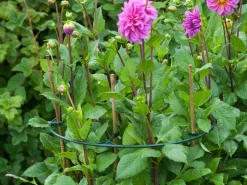 Nature Vario Plantensteunen - Klim-En Geleide Artikel - Ø40 cm Groen 3 stuks