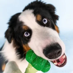 Nylabone Chew Broccoli - Hondenspeelgoed - Bacon Kaas Groen Voor Honden Tot 23kg L