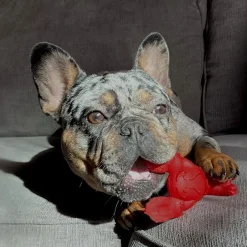 Nylabone Chew Kreeft - Hondenspeelgoed - Rundfilet Rood Voor Honden Tot 11kg S