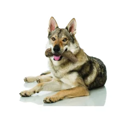 Nylabone Extreme Chew Antler - Hondenspeelgoed