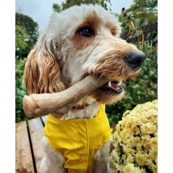 Nylabone Gourmet Stick Pindakaas - Hondenspeelgoed