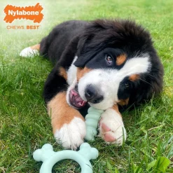 Nylabone Puppy Tactile Ring - Hondenspeelgoed - Kip Mintgroen Voor Pups Tot 11kg S
