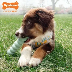 Nylabone Puppy Tactile Stok - Hondenspeelgoed - Pindakaas Mintgroen Voor Pups Tot 11kg S