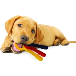 Nylabone Puppy Teething Key Flexible Geel&Blauw&Rood - Hondenspeelgoed