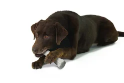 Petstages Deerhorn Grijs - Hondenspeelgoed