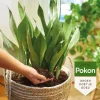 Pokon Bio Potgrond Kamerplanten Turfvrij - Potgrond Turf - 10 l