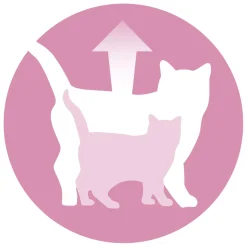 Purina One Junior - Kattenvoer - Kip Granen 800 g