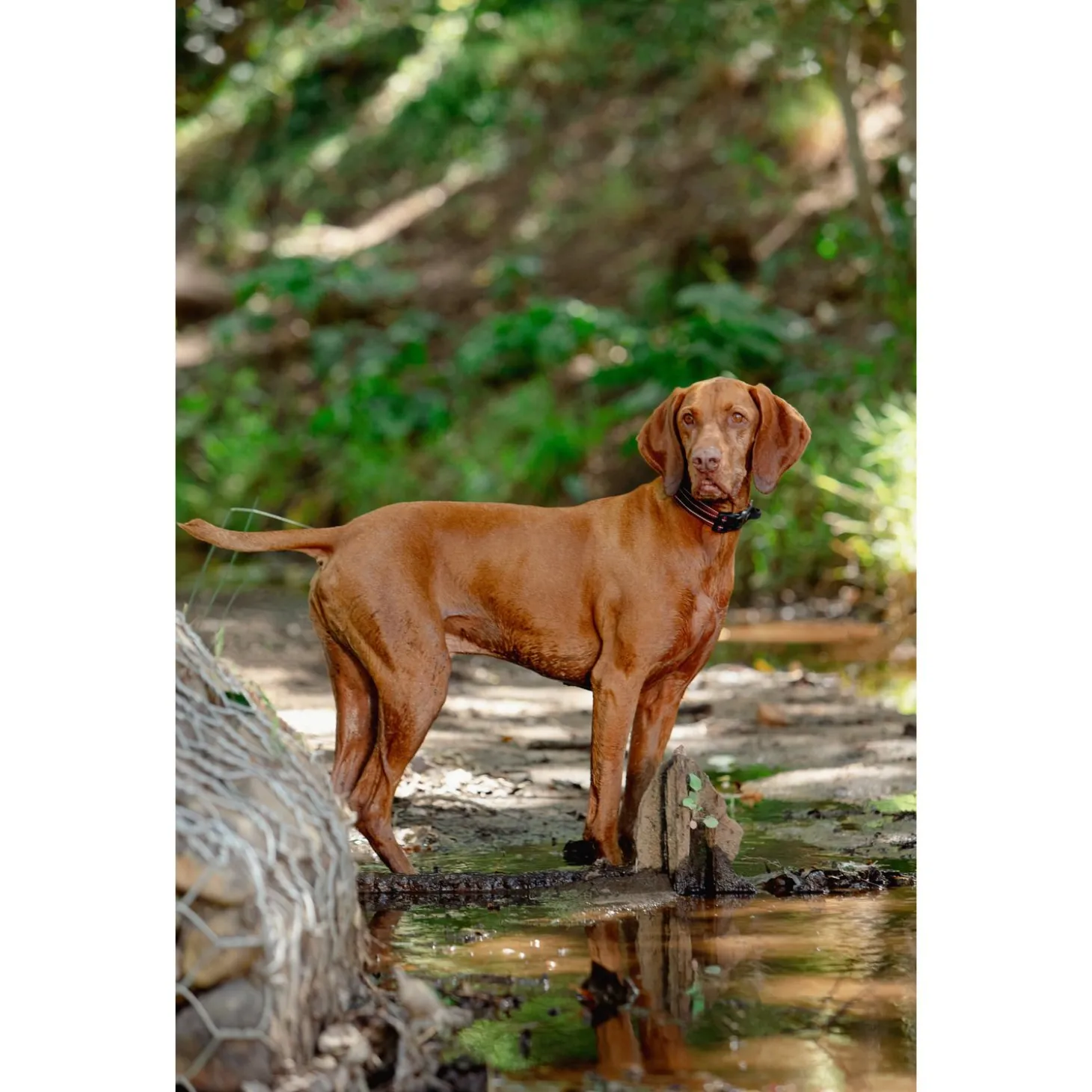 Rogz Air Tech Halsband Zwart&Donkerrood - Hondenhalsband