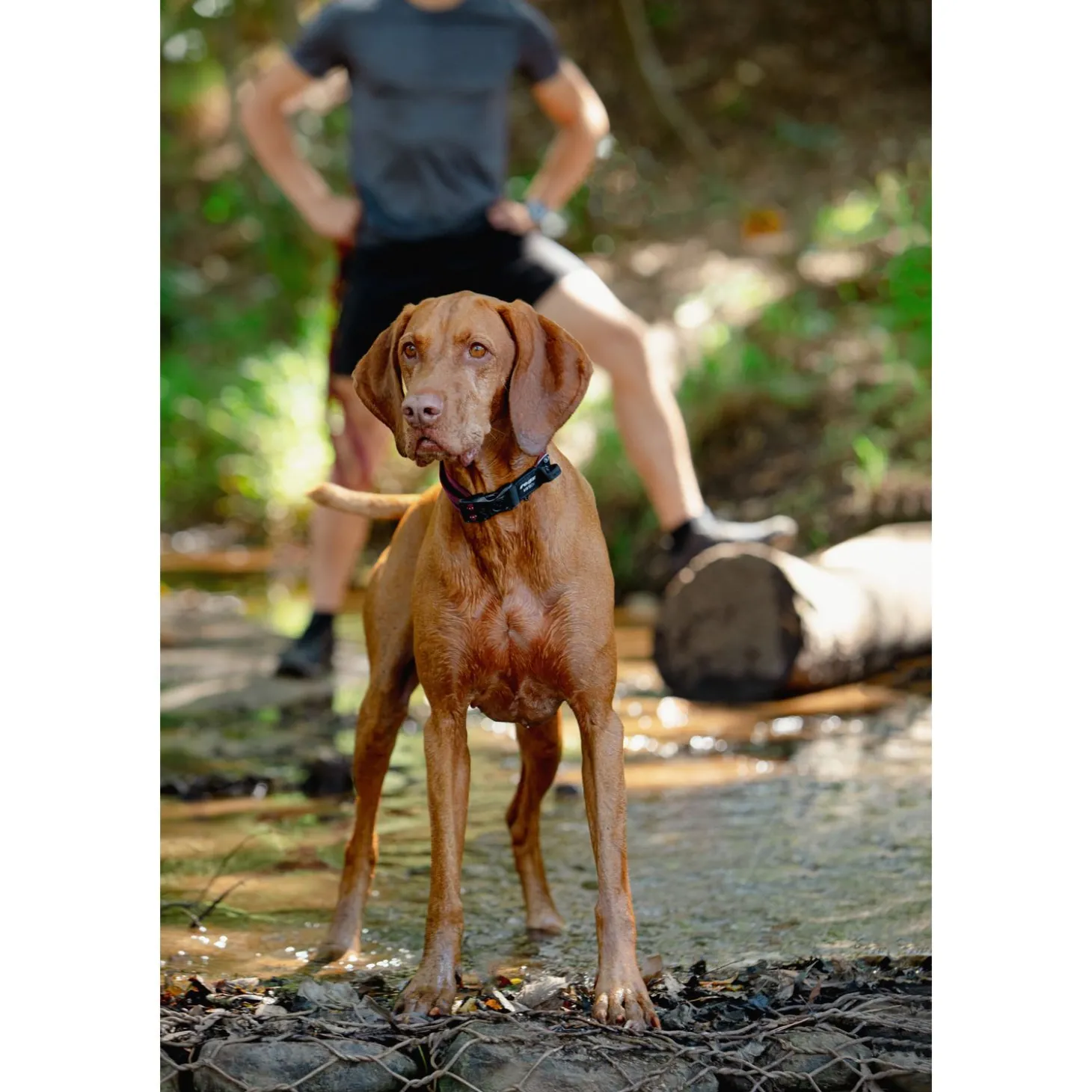 Rogz Air Tech Halsband Zwart&Donkerrood - Hondenhalsband