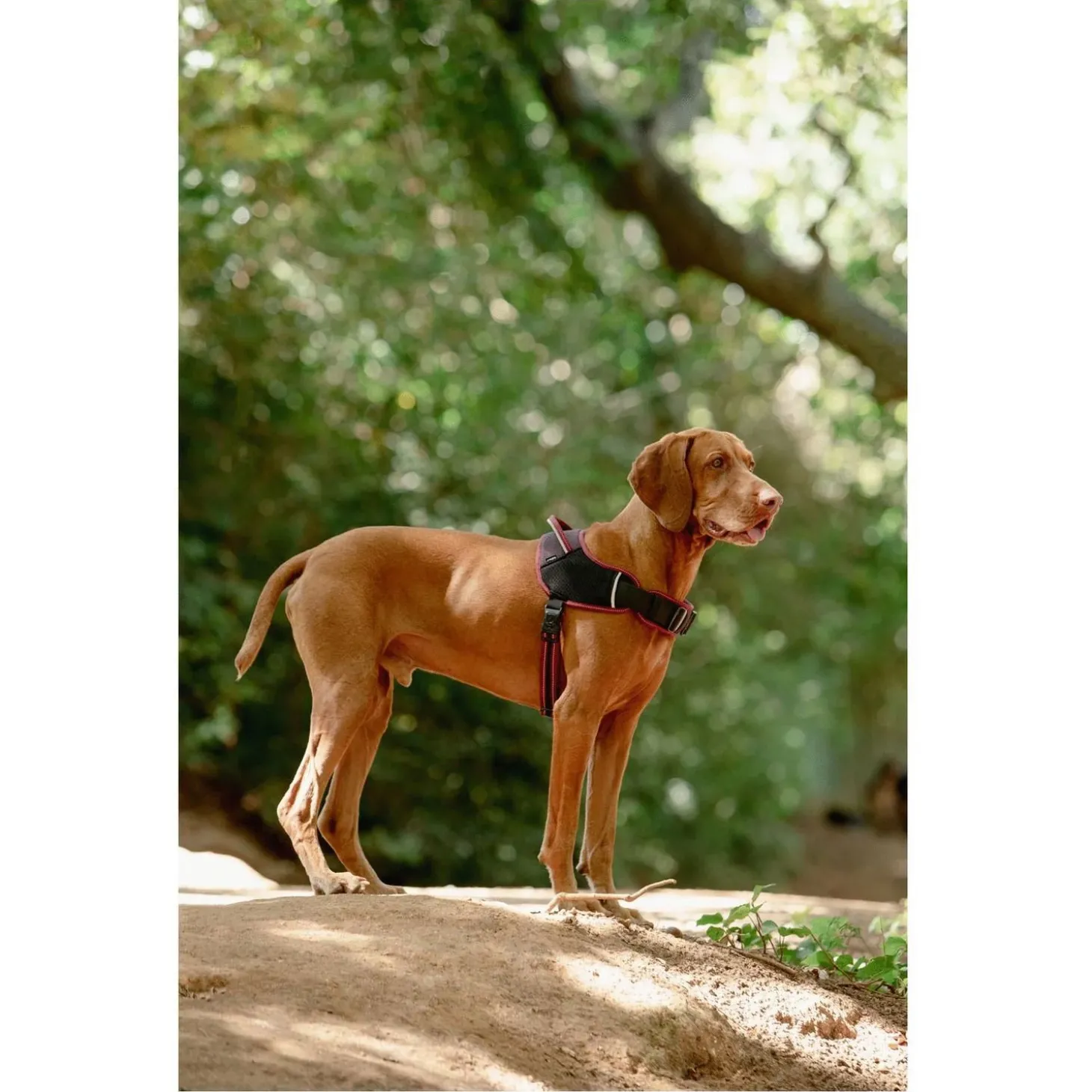 Rogz Air Tech Sport Tuig Zwart&Grijs - Hondenharnas