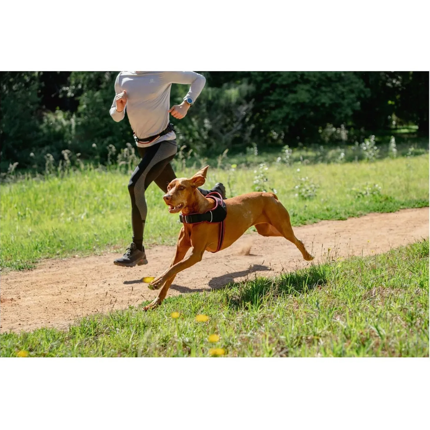 Rogz Air Tech Sport Tuig Zwart&Grijs - Hondenharnas