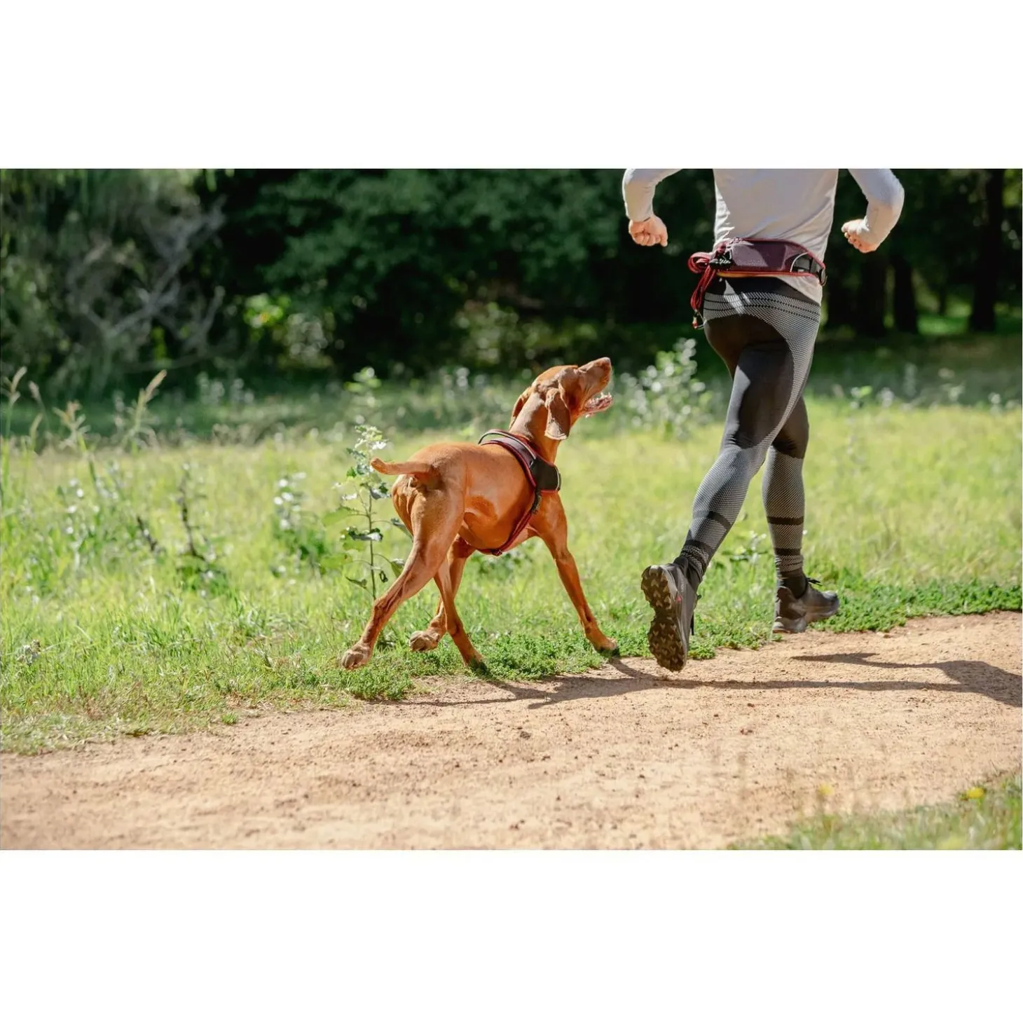 Rogz Air Tech Sport Tuig Zwart&Oker - Hondenharnas