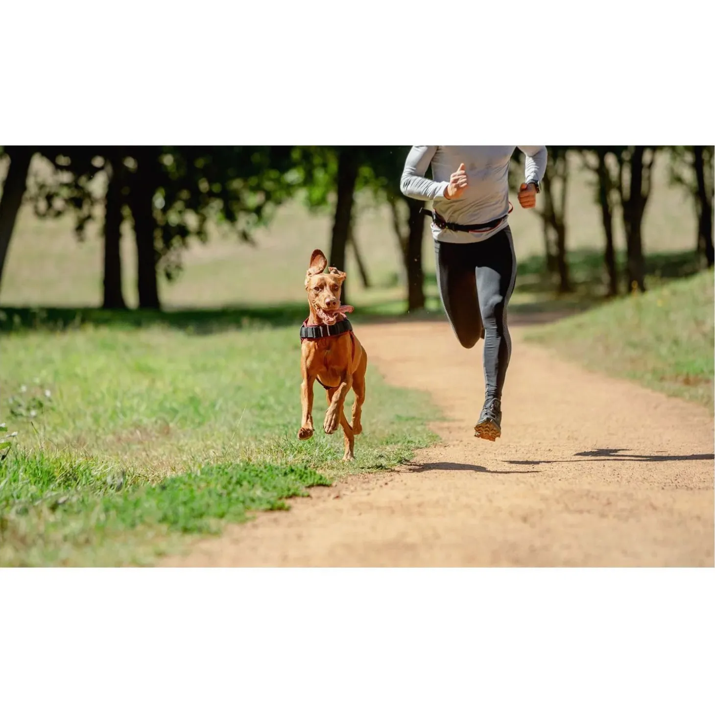 Rogz Air Tech Sport Tuig Zwart&Oker - Hondenharnas