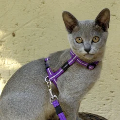 Rogz Alleycat Tuigje Met Looplijn Rood - Kattenharnas