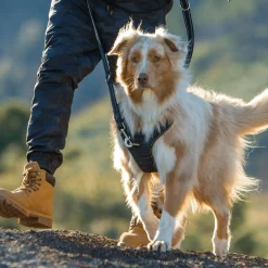 Rogz Explore Tuig Gevoerd Blauw - Hondenharnas