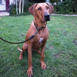 Rogz Rope Sliphalsband Zwart - Hondenhalsband