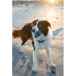 Rogz Squeekz 6.4 cm - Hondenspeelgoed