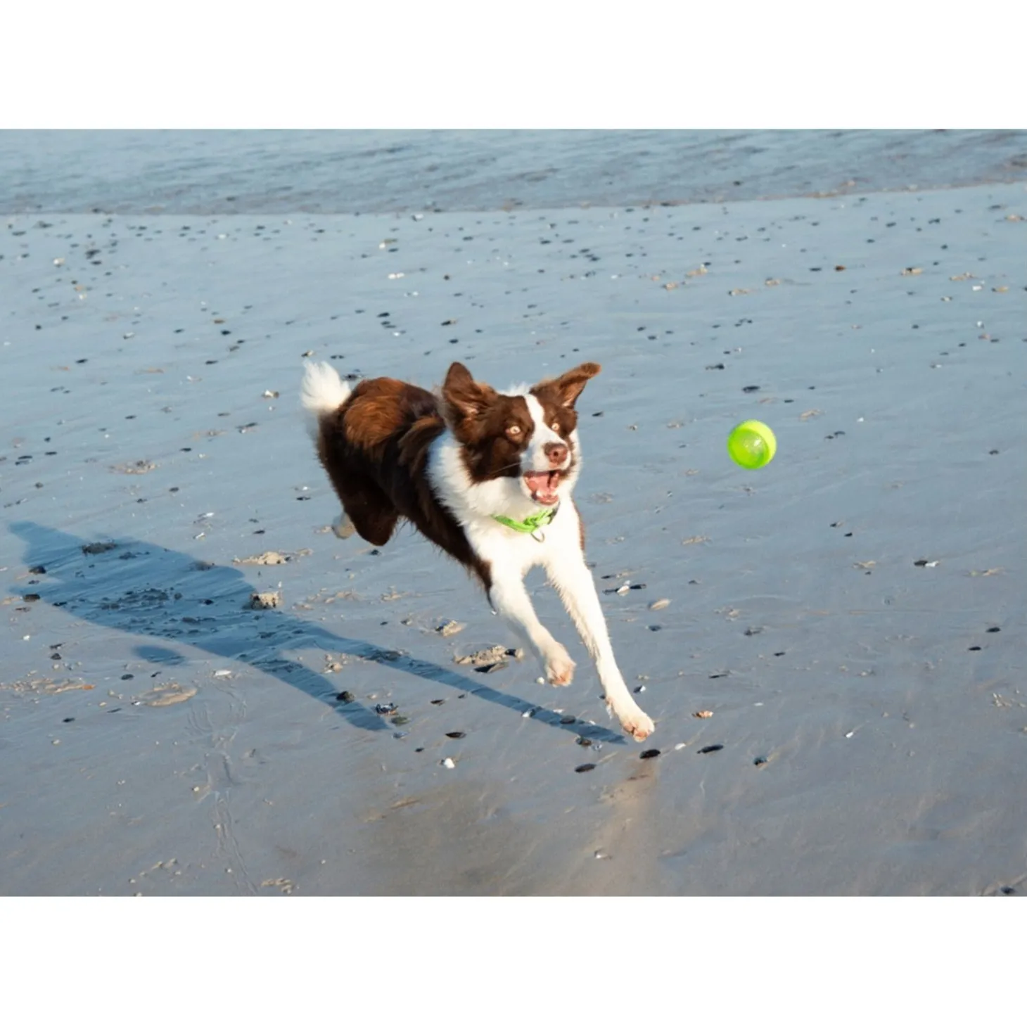 Rogz Squeekz 6.4 cm - Hondenspeelgoed