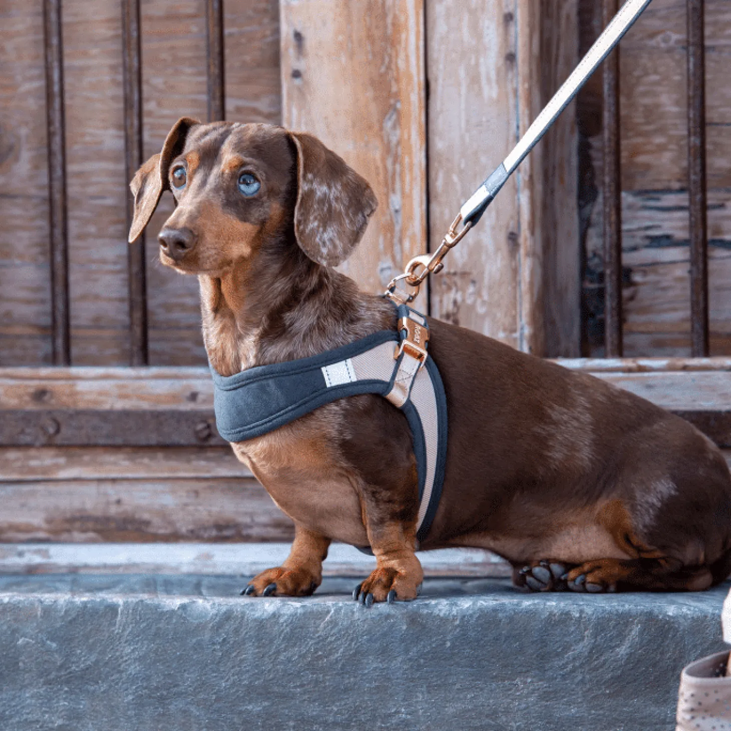 Rogz Urban Fast Fit Tuig Goud&Grijs&Rosé - Hondenharnas