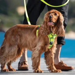 Rogz Utility Control Tuig Blauw - Hondenharnas