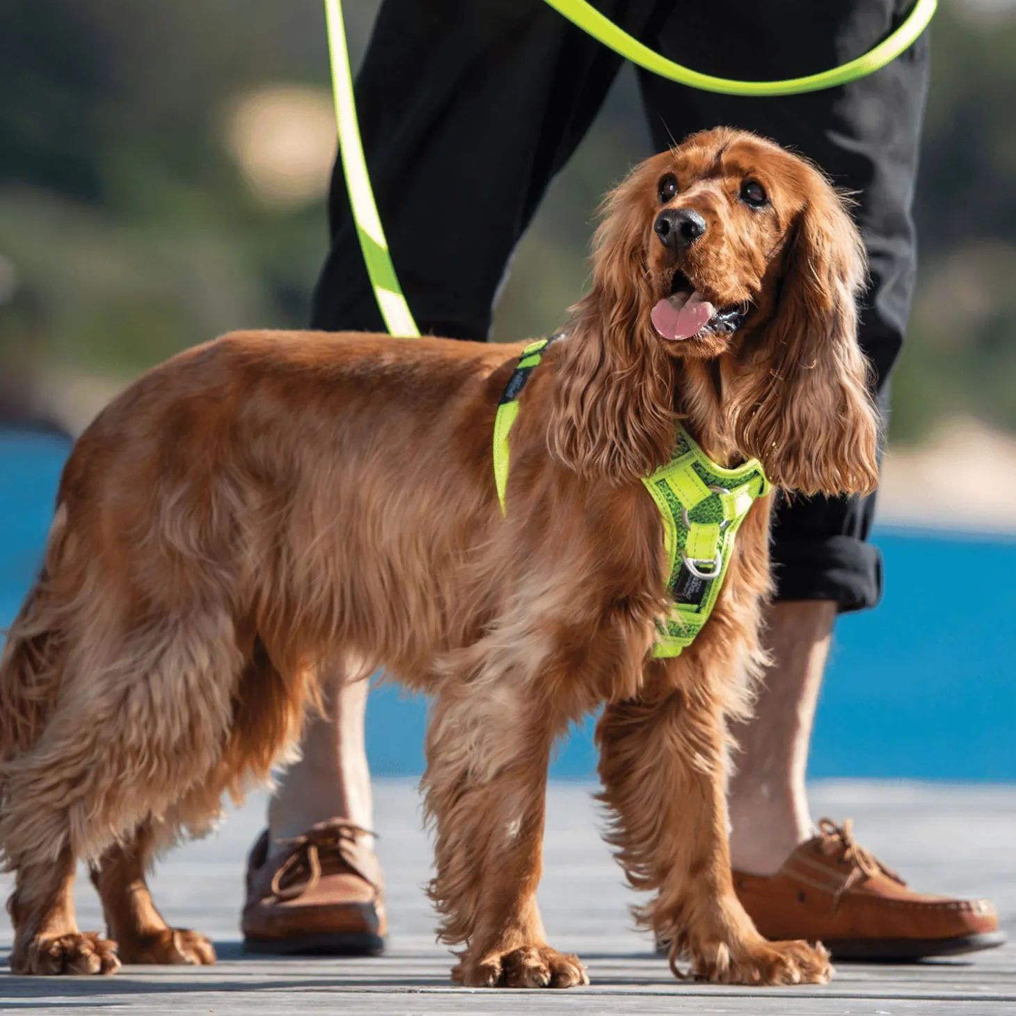 Rogz Utility Control Tuig Zwart - Hondenharnas