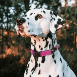 Rogz Utility Halsband Turquoise - Hondenhalsband