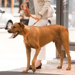 Rogz Utility Sliphalsband Ketting Rood - Hondenhalsband