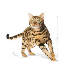 Royal Canin Bengal Adult - Kattenvoer