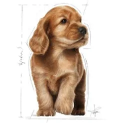Royal Canin Cocker - Puppy-Hondenvoer - 3 kg