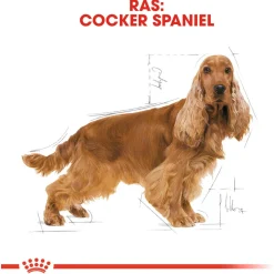 Royal Canin Cocker Adult - Hondenvoer