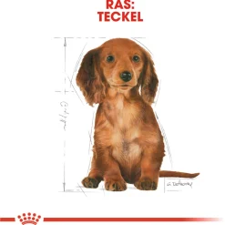 Royal Canin Dachshund - Puppy-Hondenvoer - 1.5 kg