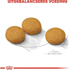 Royal Canin Dermacomfort Medium - Hondenvoer