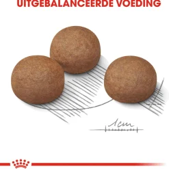 Royal Canin Digestive Care Maxi - Hondenvoer