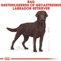 Royal Canin Labrador Retriever Sterilised Adult - Hondenvoer