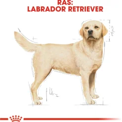 Royal Canin Labrador Retriever Adult - Hondenvoer
