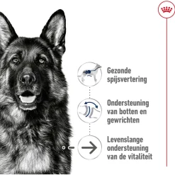 Royal Canin Maxi Ageing 8+ - Hondenvoer