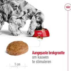Royal Canin Medium Adult 7+ - Hondenvoer