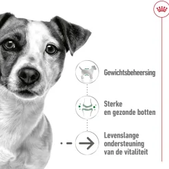 Royal Canin Mini Ageing 12+ - Hondenvoer