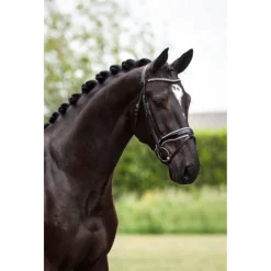 Showtime Hoofdstel Saffier Zwart - Rijbenodigdheden